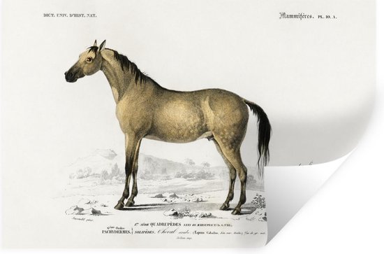 Stickers muraux - Autocollants - Cheval - Vintage - Animal - 30x20 cm - Autocollants Stickers muraux autocollant - Papier peint autocollant - Autocollants