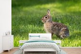 Papier peint - Papier peint photo Lapin - Herbe - Animal - Largeur 600 cm x hauteur 400 cm