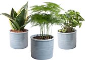 Trio miniplanten in Laos keramiek (blauw) – ↨ 20cm – ⌀ 10cm