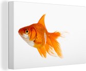 Canvas Schilderij Goudvis - Vis - Wit - 60x40 cm - Wanddecoratie
