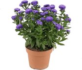 Aster Showmaker Endless Blue ↨ 25cm - hoge kwaliteit planten