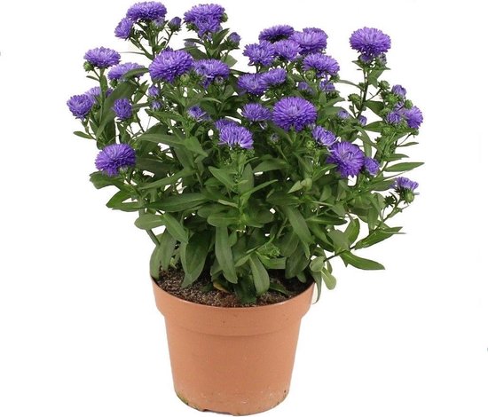 Aster Showmaker Endless Blue ↨ 25cm hoge kwaliteit planten bol