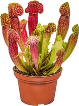 Sarracenia 'Juthatip Soper' – Vleesetende plant – Onderhoudsvriendelijk – ⌀12 cm – 10-20 cm