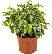 Treurvijg | Ficus Benjamina 'Kinky' per stuk - Kamerplant in kwekerspot ⌀12 cm - ↕30 cm