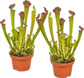 Vleesetende plant | Sarracenia per 2 stuks - Binnen- en buitenplant in kwekerspot ⌀12 cm - ↕10-12 cm