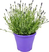 XXL Lavendel 3L pot per stuk | Lavandula 'Angustifolia - Tuinplant in kwekerspot ⌀23 cm - ↕45 cm