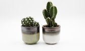 Ikhebeencactus cactus en vetplanten mix in 5,5cm Daan en Fleur sierpot
