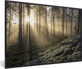 Affiche avec cadre Forêt - Arbre - Soleil - 30x20 cm