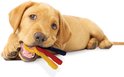 Een gele labrador puppy die op een geel, rood en blauw sleutel speeltje kauwt.