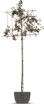 Gele Leisierappel | Malus toringo Brouwers Beauty | Stamomtrek: 10-12 cm | Stamhoogte: 180 cm | Rek 150 cm