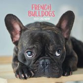 Franse Bulldog Kalender 2022 Mini