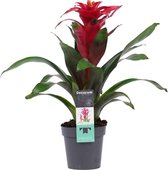 Bromelia Optima - Guzmania - Hoogte: ↑ 40 cm - Zon - Waterbehoefte: Weinig - diameter pot: 13 cm