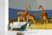 Behang - Fotobehang Drie giraffen op een gele steppe - Breedte 330 cm x hoogte 220 cm