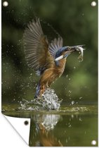 Tuinposter - Tuindoek - Tuinposters buiten - IJsvogel - Vissen - Water - 80x120 cm - Tuin