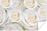Affiche Fleurs - Roses - Wit - 120x80 cm