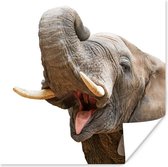 Poster Olifant - Tong - Wit - 30x30 cm