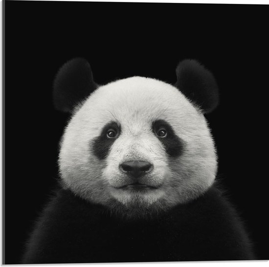 Acrylglas - Poserende Panda op Zwarte Achtergrond - 50x50cm Foto op Acrylglas (Met Ophangsysteem)