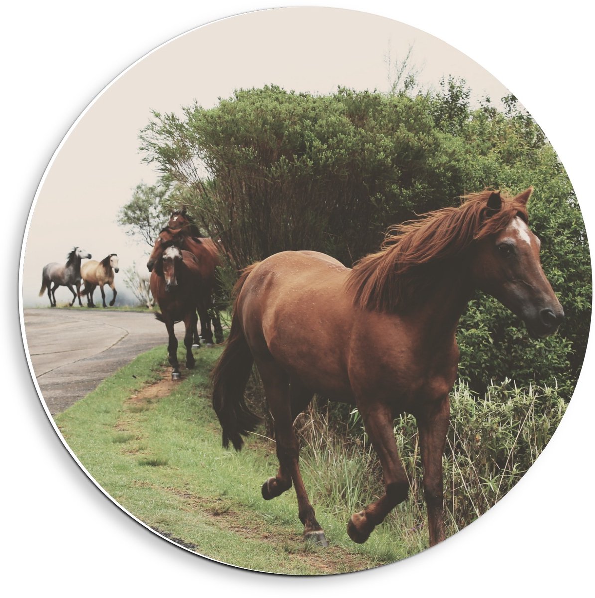 KuijsFotoprint Forex Wandcirkel - Dravende Paarden op Bergweg - 40x40cm Foto op Wandcirkel (met ophangsysteem) Groen