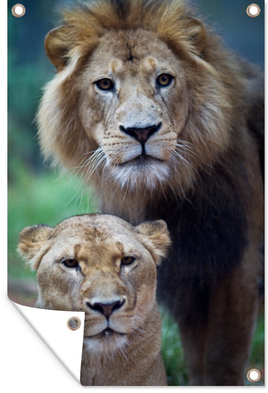 Poster Jardin Lion et Lionne 40x60 cm - petit - Toile de jardin / Toile d'extérieur / Peintures d'extérieur (décoration de jardin)