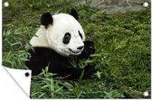 Tuinposter - Tuindoek - Tuinposters buiten - Panda - Bamboe - Plant - 120x80 cm - Tuin