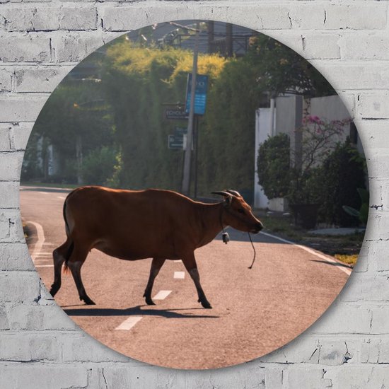 Muurcirkel ⌀ 70 cm - Cow in Bali - Aluminium Dibond - Dieren - Rond Schilderij - Wandcirkel - Wanddecoratie