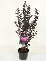 Hagen en struiken van Botanicly – Lagerstroemia indica – Hoogte: 80 cm