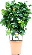 Citrus Lemon Op Rek - Vers Van De Kweker - ↨ 90cm - ⌀ 22cm - [Mama's Planten]