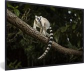 Photo encadrée - Lémur catta dans son cadre photo habitat naturel noir 60x40 cm - Affiche encadrée (Décoration murale salon / chambre)