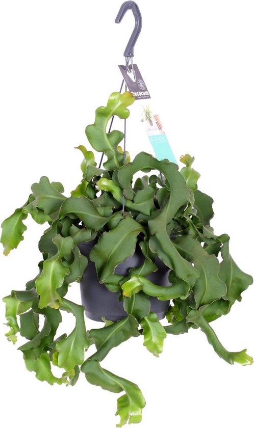 Epiphyllum 'Guatamalense' | Zaagcactus - Kamerplant in kwekershangpot ⌀17 cm - ↕30-40 cm