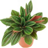 Peperomia Caperata "Rosso"  Ø 9cm  Piperaceae  Emerland ripple