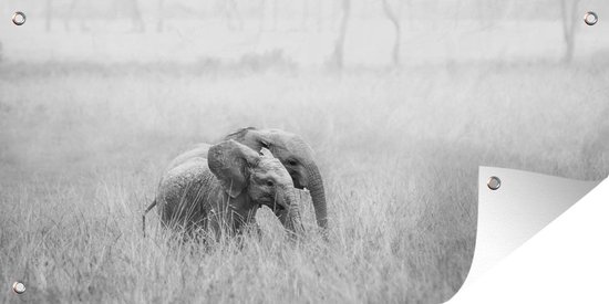 Schuttingposter Twee baby olifanten in het gras - zwart wit - 200x100 cm - Tuindoek