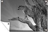 Tuinposter - Tuindoek - Tuinposters buiten - Close-up luipaard in de boom - zwart wit - 120x80 cm - Tuin