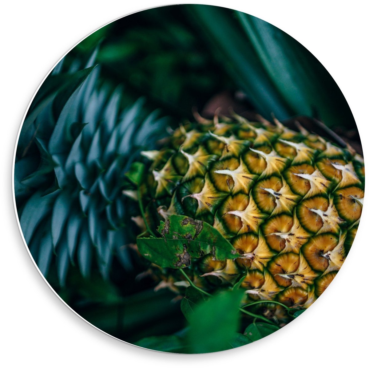 Forex Wandcirkel - Ananas aan Plant - 50x50cm Foto op Wandcirkel (met ophangsysteem)