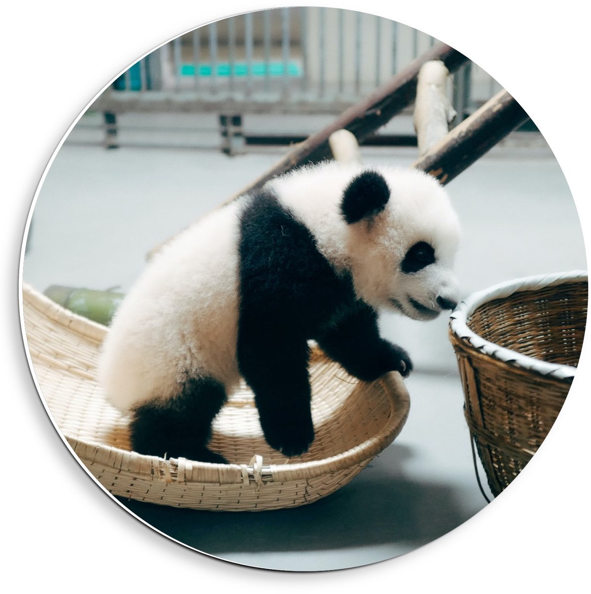 KuijsFotoprint - Schilderij - Baby Panda Klimmend In Mandjes - Zwart, Wit, Bruin En Grijs - 40 X 40 Cm