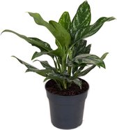 Kamerplant van Botanicly – Aglaonema – Hoogte: 50 cm – Aglaonema commutatum Maria