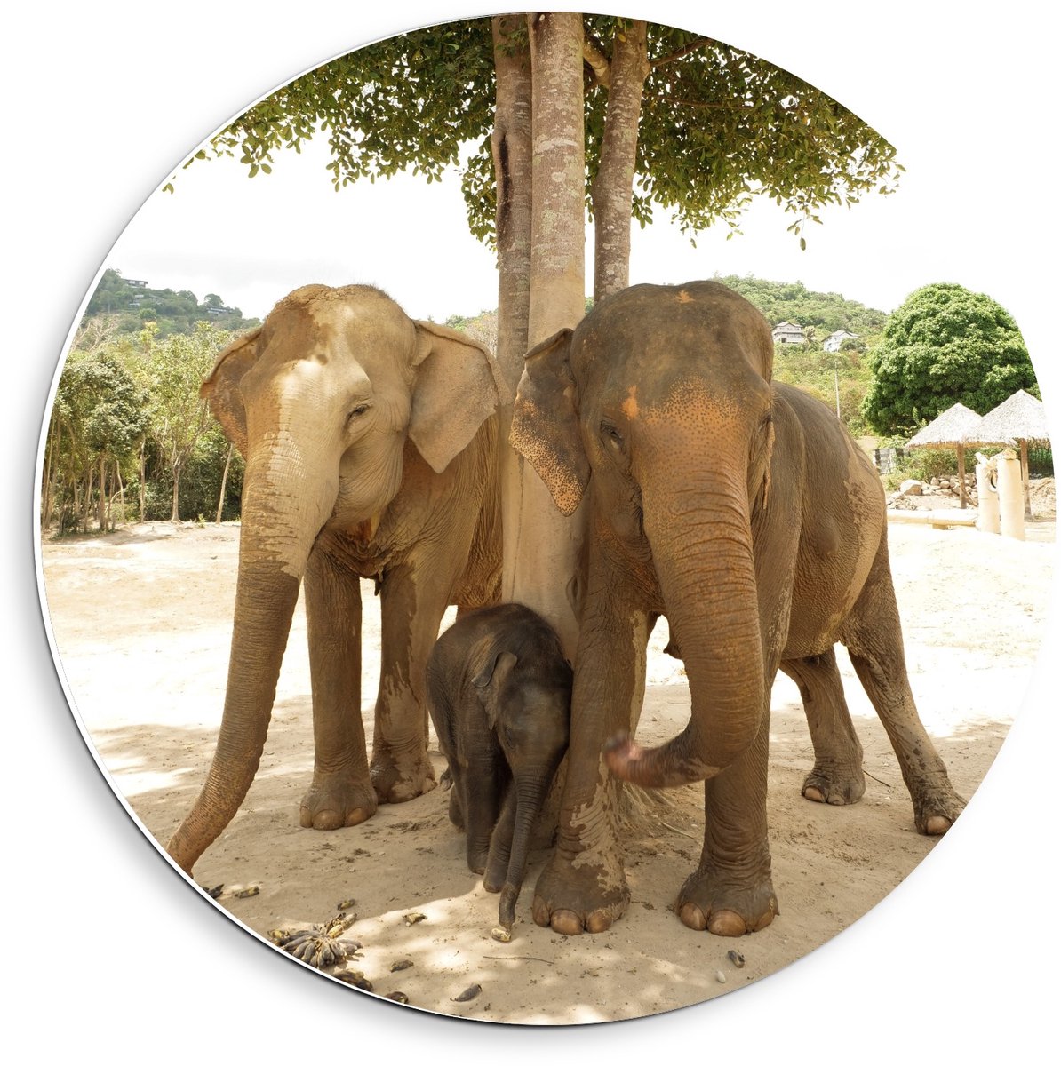 Forex Wandcirkel - Olifantenfamilie met Baby - 40x40cm Foto op Wandcirkel (met ophangsysteem)