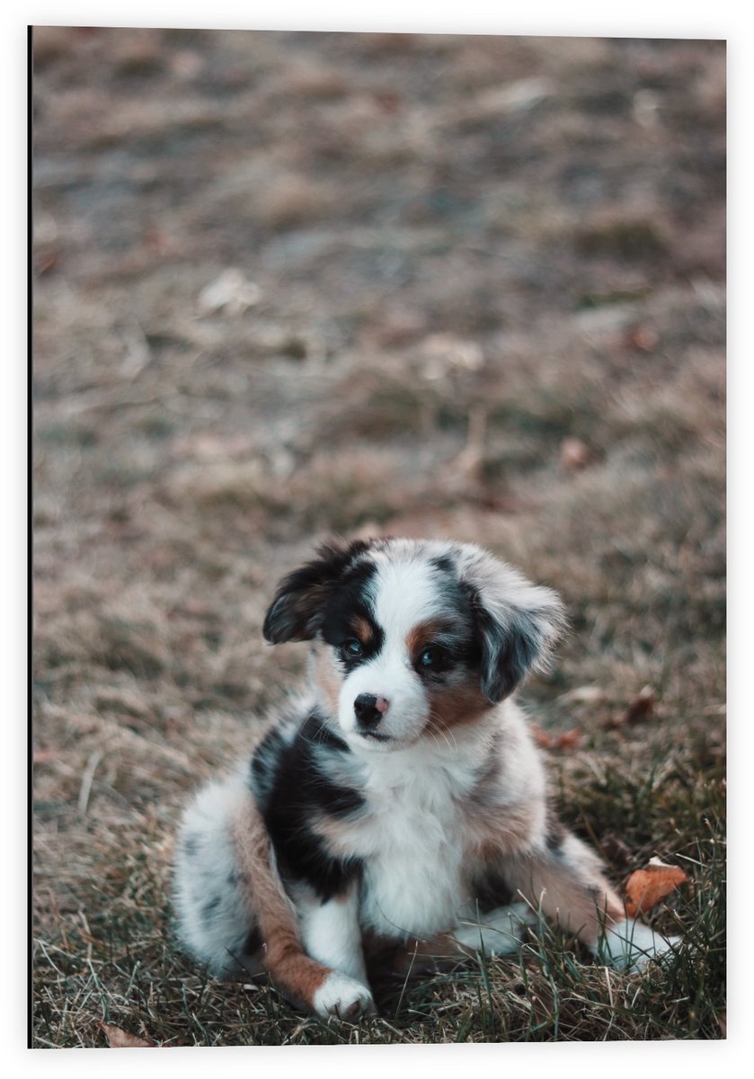 KuijsFotoprint Dibond - Puppy Zwart Wit Bruin - 40x60cm Foto op Aluminium (Met Ophangsysteem)