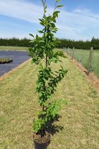 Jonge Zuilvormige Haagbeuk boom | Carpinus betulus 'Frans Fontaine' | 150-200cm hoogte