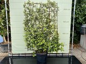 Quercus Ilex Espalier - Leischerm - Steeneik - Pot ⌀ 32cm - Hoogte  200-225cm