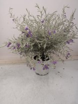 Hagen en struiken van Botanicly – Eremophila nivea – Hoogte: 45 cm