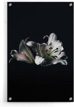 Walljar - Witte Lelies - Muurdecoratie - Plexiglas schilderij