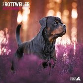 Rottweiler - Kalender 2022