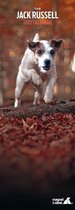 Jack Russell Terrier Kalender 2022 Slimline