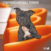 Staffordshire Bull Terrier Kalender 2022