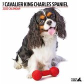 Cavalier King Charles Spaniel - Kalender 2022