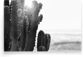Walljar - Close-up Cactus - Zwart wit poster