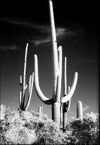 Walljar - Saguara Cactus II - Muurdecoratie - Poster met lijst