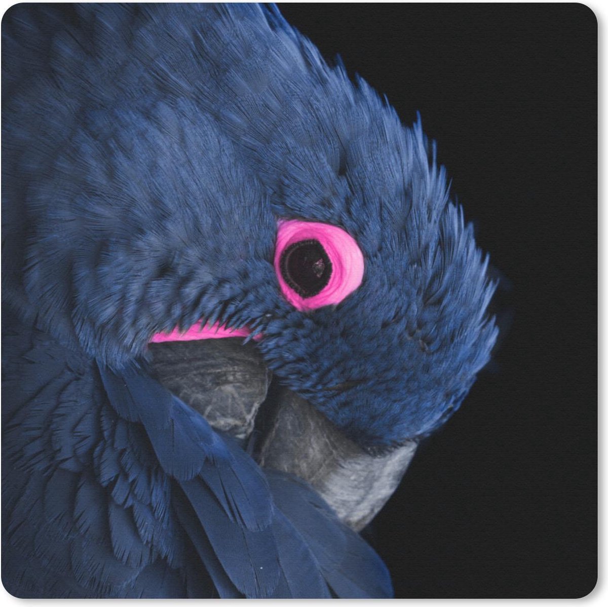 Muismat 30x30 cm - Mousepad Papegaai - Roze - Blauw - Muismatten