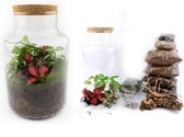 DIY Gesloten terrarium kit 27cm  Met pot/planten en instructies