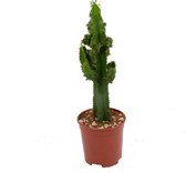 Cactus van Botanicly – Cactus – Hoogte: 65 cm – Euphorbia Eritrea
